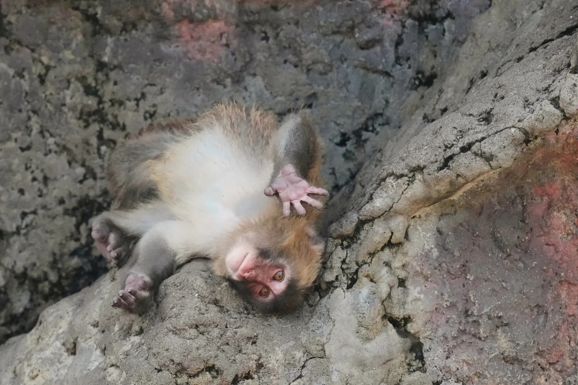 Viral Japanese Monkey 'Punch' Celebrates First Birthday Amid Internet Praise